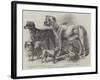Prize Dogs at the Leeds Show-Harrison William Weir-Framed Giclee Print