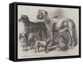 Prize Dogs at the Leeds Show-Harrison William Weir-Framed Stretched Canvas
