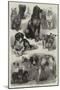 Prize Dogs at the Paris Dog Show-Auguste Andre Lancon-Mounted Giclee Print
