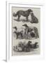 Prize Dogs at the Recent Show, Birmingham-Harrison William Weir-Framed Giclee Print