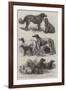 Prize Dogs at the Recent Show, Birmingham-Harrison William Weir-Framed Giclee Print