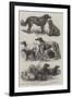 Prize Dogs at the Recent Show, Birmingham-Harrison William Weir-Framed Giclee Print