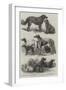 Prize Dogs at the Recent Show, Birmingham-Harrison William Weir-Framed Giclee Print