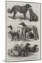 Prize Dogs at the Recent Show, Birmingham-Harrison William Weir-Mounted Giclee Print