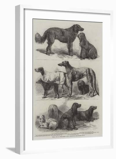 Prize Dogs at the Recent Show, Birmingham-Harrison William Weir-Framed Giclee Print