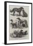 Prize Dogs at the Recent Show, Birmingham-Harrison William Weir-Framed Giclee Print