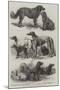 Prize Dogs at the Recent Show, Birmingham-Harrison William Weir-Mounted Giclee Print