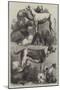 Prize Dogs from the Exhibition at the Agricultural Hall, Islington-Harrison William Weir-Mounted Giclee Print