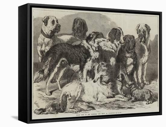 Prize Dogs in the National Dog Show at Islington-Samuel John Carter-Framed Stretched Canvas
