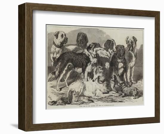 Prize Dogs in the National Dog Show at Islington-Samuel John Carter-Framed Giclee Print