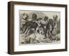 Prize Dogs in the National Dog Show at Islington-Samuel John Carter-Framed Giclee Print