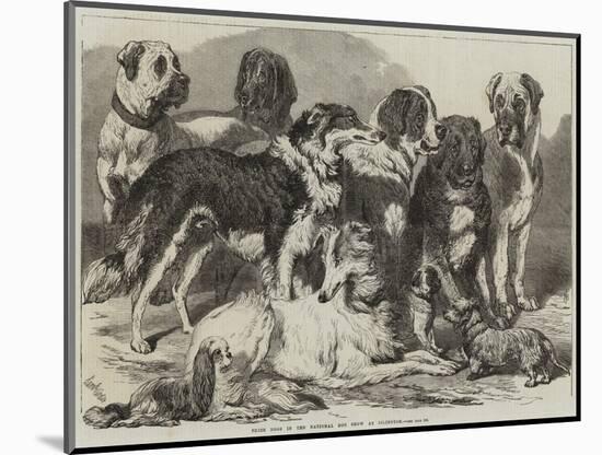 Prize Dogs in the National Dog Show at Islington-Samuel John Carter-Mounted Giclee Print