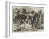 Prize Dogs in the National Dog Show at Islington-Samuel John Carter-Framed Giclee Print