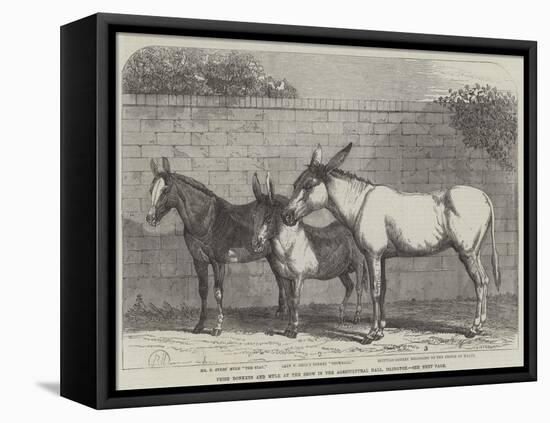 Prize Donkeys and Mule at the Show in the Agricultural Hall, Islington-null-Framed Stretched Canvas