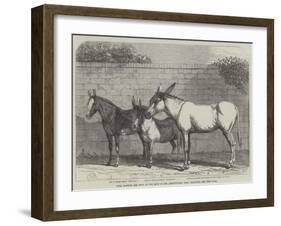 Prize Donkeys and Mule at the Show in the Agricultural Hall, Islington-null-Framed Giclee Print