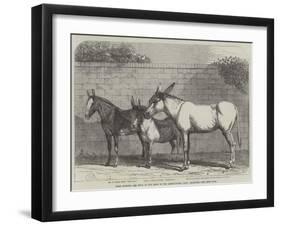 Prize Donkeys and Mule at the Show in the Agricultural Hall, Islington-null-Framed Giclee Print