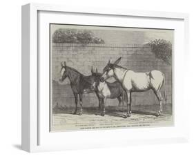 Prize Donkeys and Mule at the Show in the Agricultural Hall, Islington-null-Framed Giclee Print