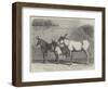 Prize Donkeys and Mule at the Show in the Agricultural Hall, Islington-null-Framed Premium Giclee Print