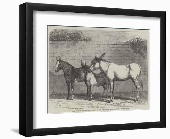 Prize Donkeys and Mule at the Show in the Agricultural Hall, Islington-null-Framed Premium Giclee Print