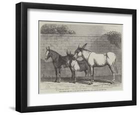 Prize Donkeys and Mule at the Show in the Agricultural Hall, Islington-null-Framed Premium Giclee Print