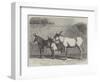 Prize Donkeys and Mule at the Show in the Agricultural Hall, Islington-null-Framed Premium Giclee Print