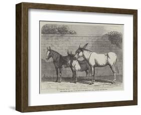 Prize Donkeys and Mule at the Show in the Agricultural Hall, Islington-null-Framed Giclee Print