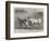 Prize Donkeys and Mule at the Show in the Agricultural Hall, Islington-null-Framed Giclee Print