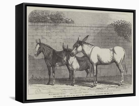 Prize Donkeys and Mule at the Show in the Agricultural Hall, Islington-null-Framed Stretched Canvas