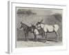 Prize Donkeys and Mule at the Show in the Agricultural Hall, Islington-null-Framed Giclee Print