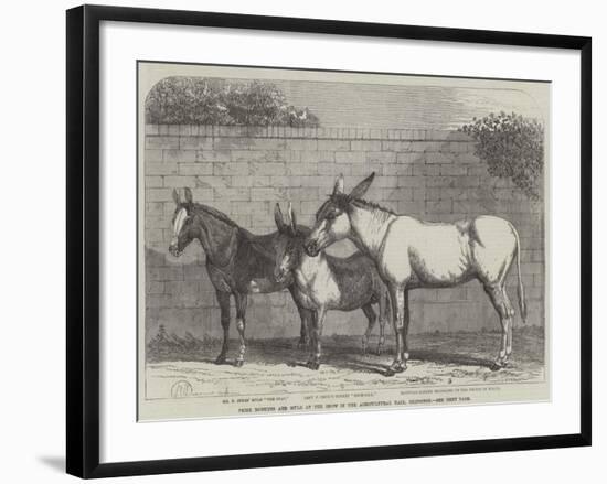 Prize Donkeys and Mule at the Show in the Agricultural Hall, Islington-null-Framed Giclee Print