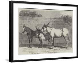 Prize Donkeys and Mule at the Show in the Agricultural Hall, Islington-null-Framed Giclee Print