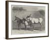 Prize Donkeys and Mule at the Show in the Agricultural Hall, Islington-null-Framed Giclee Print