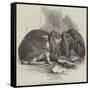 Prize Fancy Rabbits-null-Framed Stretched Canvas
