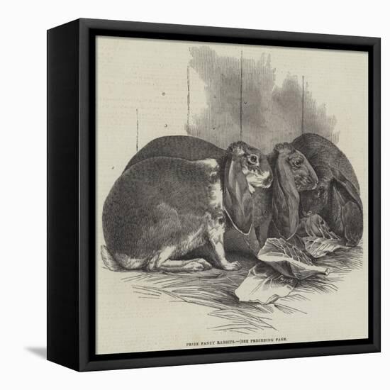 Prize Fancy Rabbits-null-Framed Stretched Canvas