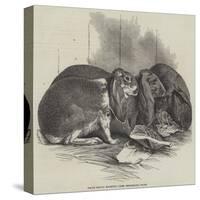 Prize Fancy Rabbits-null-Stretched Canvas