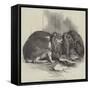 Prize Fancy Rabbits-null-Framed Stretched Canvas