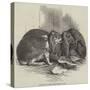 Prize Fancy Rabbits-null-Stretched Canvas