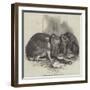 Prize Fancy Rabbits-null-Framed Giclee Print