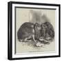 Prize Fancy Rabbits-null-Framed Giclee Print