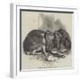 Prize Fancy Rabbits-null-Framed Giclee Print