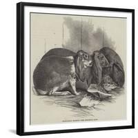 Prize Fancy Rabbits-null-Framed Giclee Print