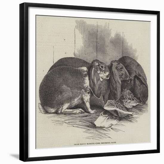 Prize Fancy Rabbits-null-Framed Giclee Print