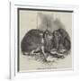 Prize Fancy Rabbits-null-Framed Giclee Print