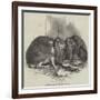 Prize Fancy Rabbits-null-Framed Giclee Print