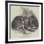 Prize Fancy Rabbits-null-Framed Giclee Print