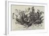 Prize Fowls from the Crystal Palace Poultry Show-null-Framed Giclee Print