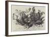 Prize Fowls from the Crystal Palace Poultry Show-null-Framed Giclee Print