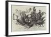 Prize Fowls from the Crystal Palace Poultry Show-null-Framed Giclee Print