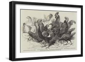 Prize Fowls from the Crystal Palace Poultry Show-null-Framed Giclee Print