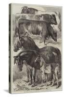 Prize Horses and Cattle at the Oxford Meeting of the Royal Agricultural Society-Samuel John Carter-Stretched Canvas